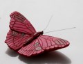Vlinder rood 800